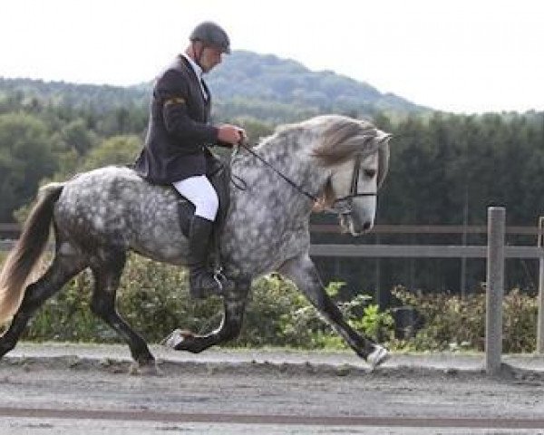 stallion Bragi frá Austurkoti 58 ISL (Iceland Horse, 2005, from Kjarni frá Þjóðólfshaga)