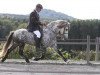 stallion Bragi frá Austurkoti 58 ISL (Iceland Horse, 2005, from Kjarni frá Þjóðólfshaga)