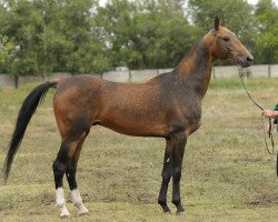 stallion Melebirgut (Akhal-Teke, 2006, from Piastr)