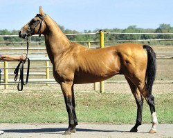 stallion Melebaidak (Akhal-Teke, 2002, from Dasht)