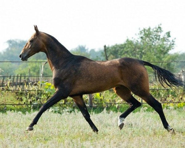 stallion Khanbegler (Akhal-Teke, 2002, from Murgab)