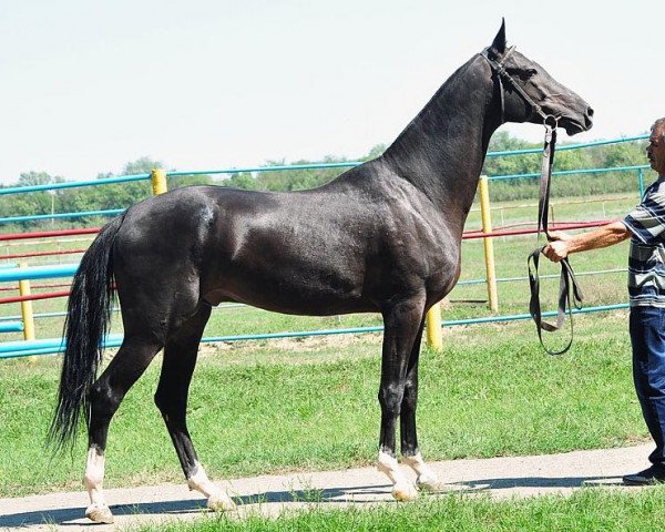 stallion Karaoglan (Akhal-Teke, 2008, from Karar)