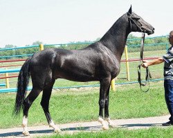 stallion Karaoglan (Akhal-Teke, 2008, from Karar)