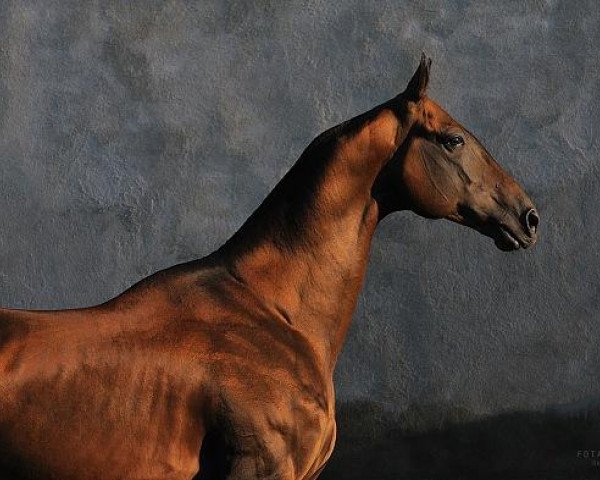 stallion Gench (Akhal-Teke, 2004, from Murgab)