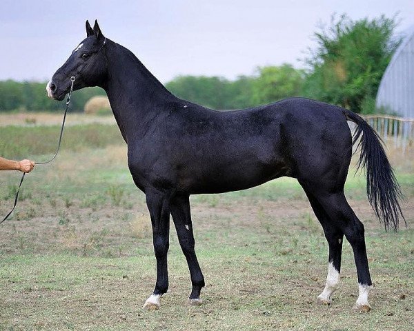 stallion Gazomet (Akhal-Teke, 2003, from Maidan)