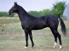 stallion Gazomet (Akhal-Teke, 2003, from Maidan)