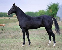 stallion Gazomet (Akhal-Teke, 2003, from Maidan)