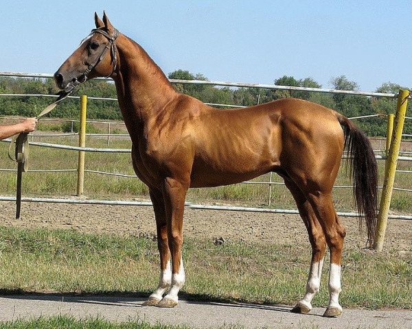 Deckhengst Gazanch (Achal Tekkiner, 1998, von Khutor)