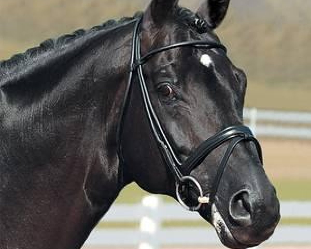 stallion Zardin Firfod (Danish Warmblood, 1998, from Gribaldi)