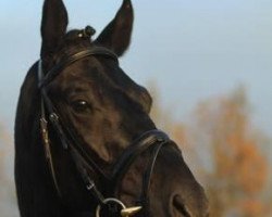 stallion Top Ten (KWPN (Royal Dutch Sporthorse), 2008, from Tuschinski)