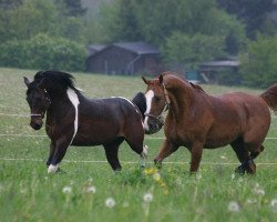 Dressurpferd Taffy's Downland Dice (Pinto/Pony, 1998, von Taffy's Snowdown)