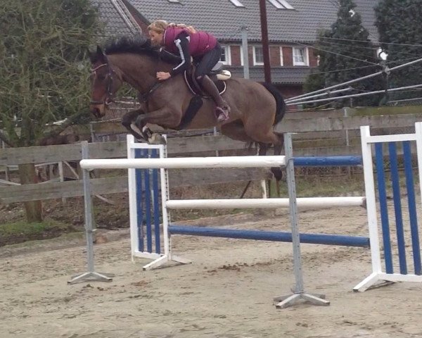 Springpferd Yps in the Sky (Nederlands Rijpaarden en Pony, 2003)