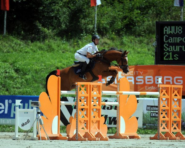 jumper Camporado's Son (Austrian Warmblood, 2003, from Camporado B)