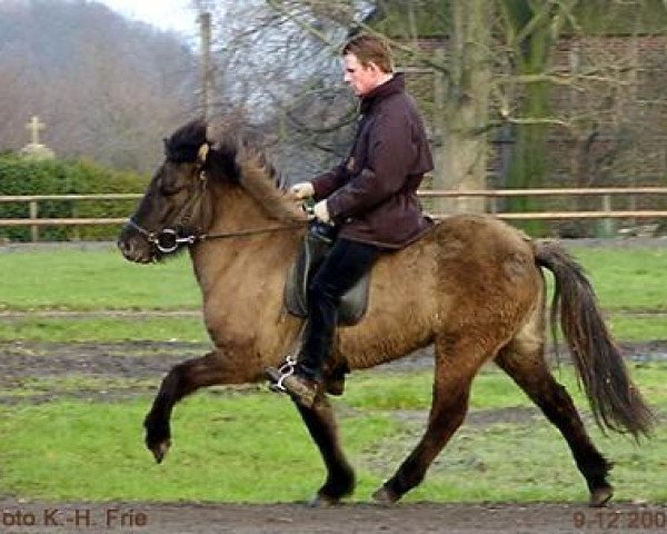 broodmare Rodadis fra Gammelgard 2 (Iceland Horse, 1997, from Galsi frá Sauðárkróki)