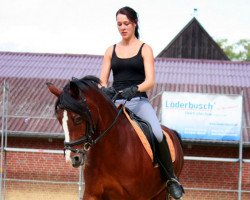 dressage horse Steverheides Wolfsblut (German Riding Pony, 2003, from Werwolf)