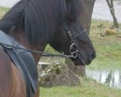 horse Rasmus vom Lindenhof (Iceland Horse, 2006, from Svartur vom Hochwald)