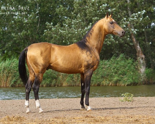 stallion Feisal (Akhal-Teke, 1998, from Polot)