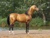 stallion Feisal (Akhal-Teke, 1998, from Polot)