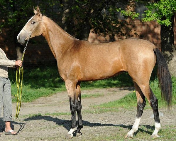 broodmare Pristan (Akhal-Teke, 2011, from Paradoks)