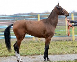 horse Pina (Akhal-Teke, 2011, from Melebaidak)