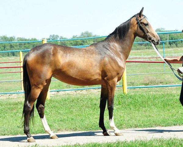 Pferd Otrada (Achal Tekkiner, 2010, von Pekhimdar)