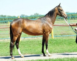 horse Otrada (Akhal-Teke, 2010, from Pekhimdar)