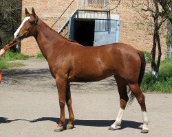 broodmare Olkha (Akhal-Teke, 2002, from Khutor)