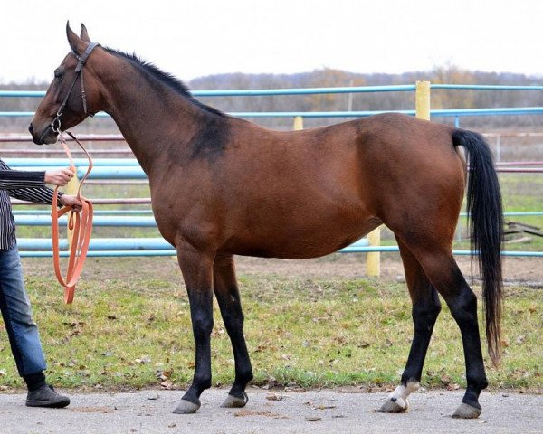 horse Moreja (Akhal-Teke, 2009, from Gench)