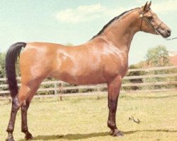 stallion Ansata El Shahwan ox (Arabian thoroughbred, 1973, from Ansata Shah Zaman 1968 ox)