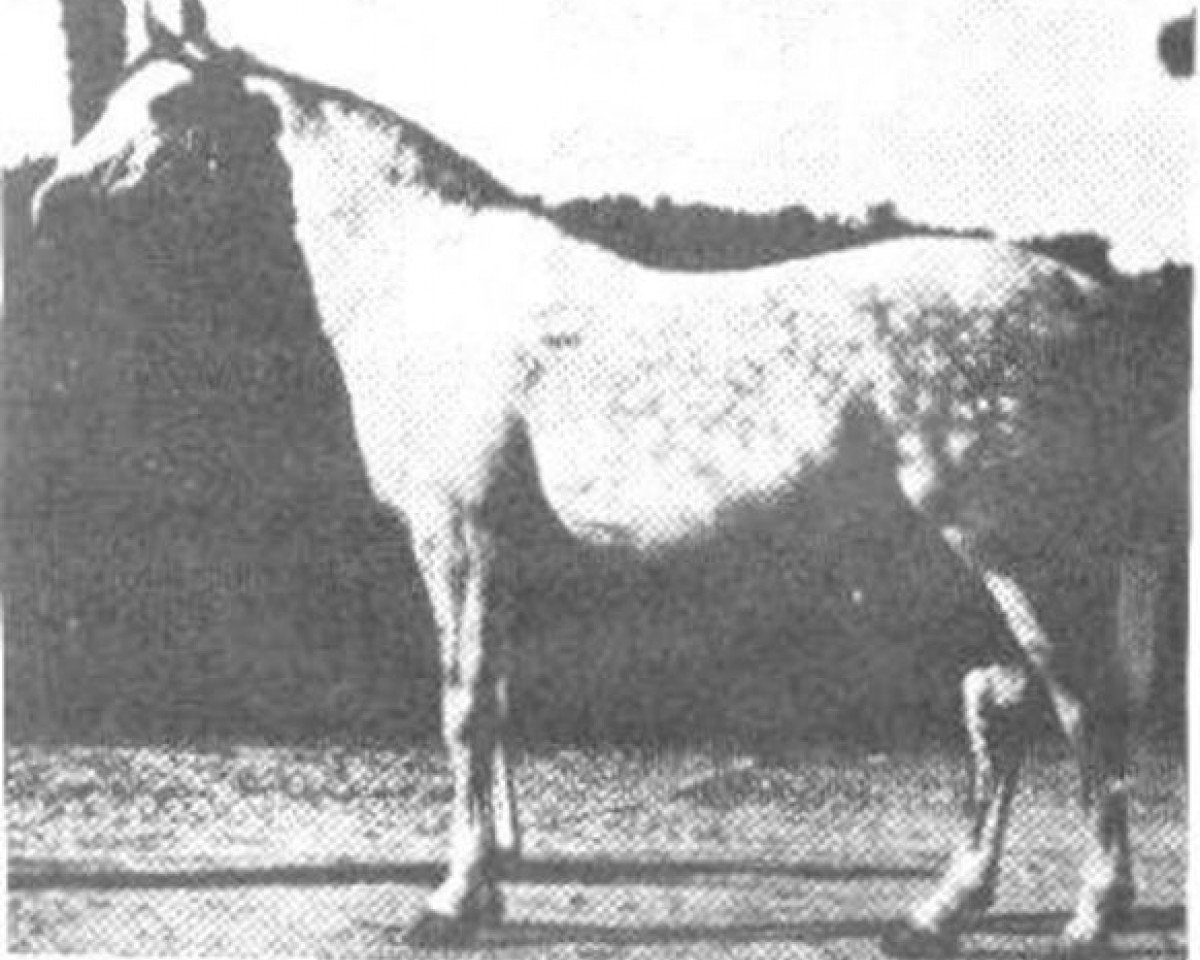 stallion Nana Sahib I ox (Arabian purebred, 1907, from Selim ox)
