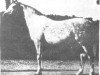 Deckhengst Nana Sahib I ox (Vollblutaraber, 1907, von Selim ox)