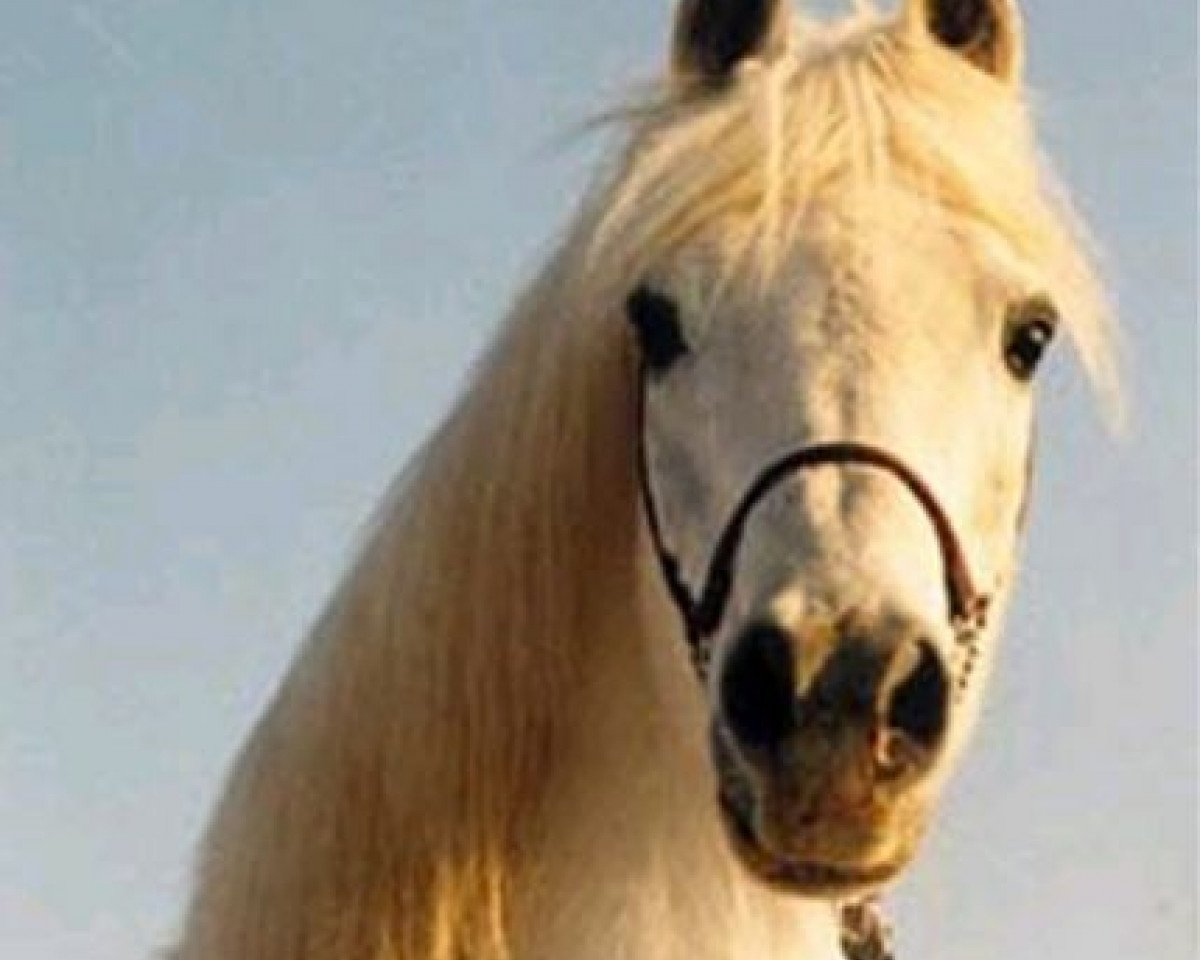 stallion Ghat-Ghat ox (Arabian purebred, 1970, from Ghazal 1953 EAO)