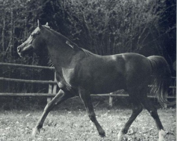 stallion Shawki EAO (Arabian thoroughbred, 1963, from Morafic 1956 EAO)