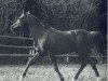 stallion Shawki EAO (Arabian thoroughbred, 1963, from Morafic 1956 EAO)