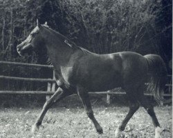 Deckhengst Shawki EAO (Vollblutaraber, 1963, von Morafic 1956 EAO)