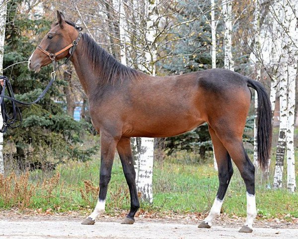 horse Kassa (Akhal-Teke, 2012, from Yazaidym)