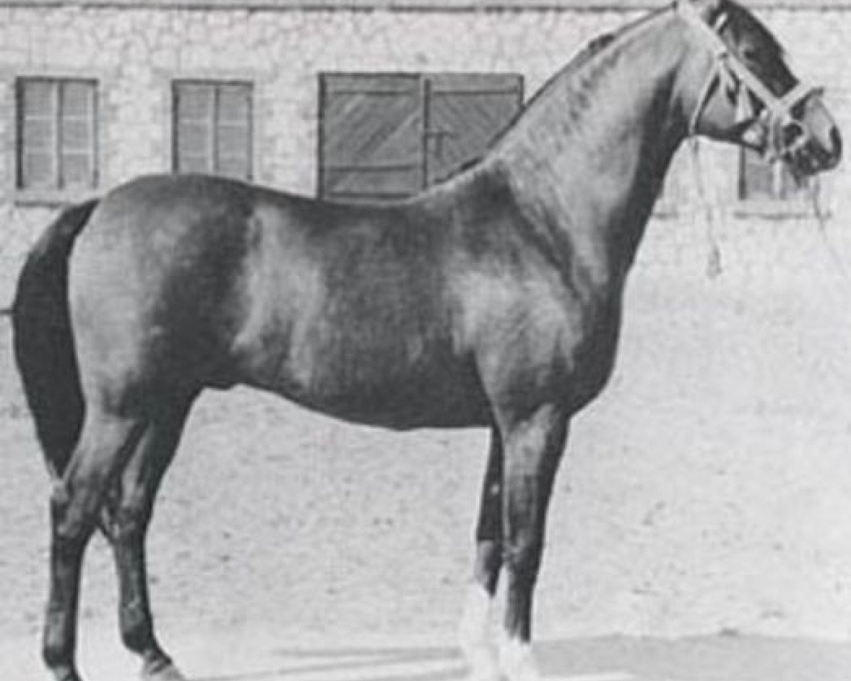 stallion El Trypoli ox (Arabian purebred, 1957, from Trypolis 1937 ox)