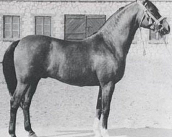 stallion El Trypoli ox (Arabian thoroughbred, 1957, from Trypolis 1937 ox)