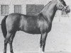stallion El Trypoli ox (Arabian thoroughbred, 1957, from Trypolis 1937 ox)