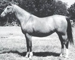 broodmare Sake ox (Arabian thoroughbred, 1962, from El Trypoli ox)