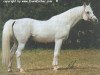 stallion Saudi ox (Arabian thoroughbred, 1970, from Dardir 1959 ox)