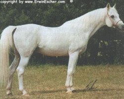 stallion Saudi ox (Arabian thoroughbred, 1970, from Dardir 1959 ox)