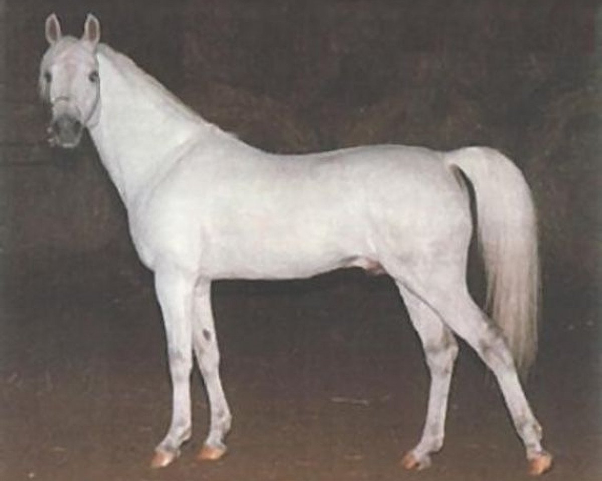 stallion Gadir ox (Arabian purebred, 1977, from Saudi ox)