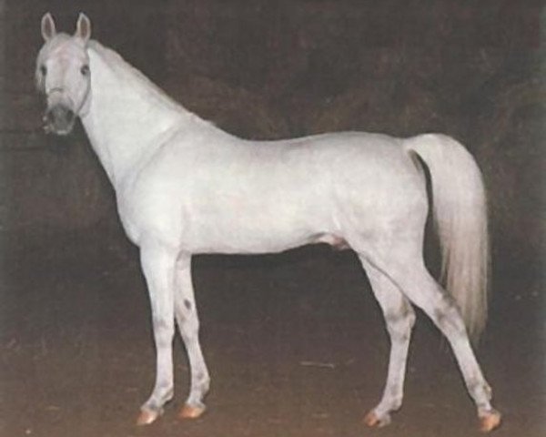 stallion Gadir ox (Arabian thoroughbred, 1977, from Saudi ox)