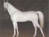 stallion Gadir ox (Arabian thoroughbred, 1977, from Saudi ox)