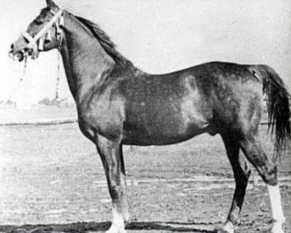 stallion Rozmaryn ox (Arabian thoroughbred, 1935, from Almanzor ox)