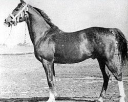 Deckhengst Rozmaryn ox (Vollblutaraber, 1935, von Almanzor ox)