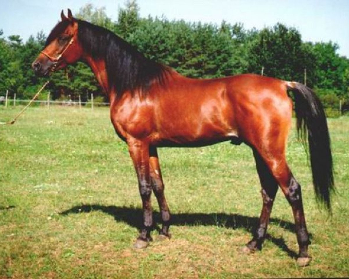 stallion Ibn Jamil EAO (Arabian purebred, 1987, from Jamil ox)