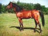 stallion Ibn Jamil EAO (Arabian thoroughbred, 1987, from Jamil ox)