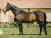 stallion Furioso VI (Furioso, 1969, from Furioso III)